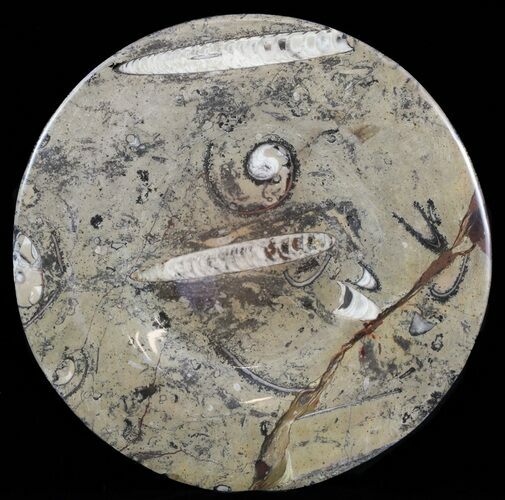 / Fossil Orthoceras & Goniatite Plate - Stoneware #58557